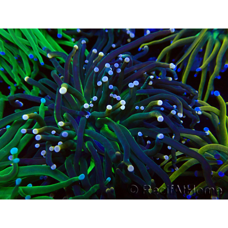 WYSIWYG Euphyllia glabrescens (Mariculture acclimaté sous LED) 8N3