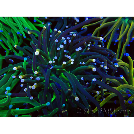 WYSIWYG Euphyllia glabrescens (Mariculture acclimaté sous LED) 8N3
