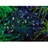 WYSIWYG Euphyllia glabrescens (Mariculture acclimaté sous LED) 8N3