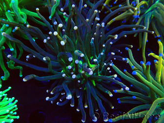 WYSIWYG Euphyllia glabrescens (Mariculture acclimaté sous LED)