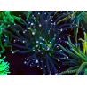WYSIWYG Euphyllia glabrescens (Mariculture acclimaté sous LED) 8N4