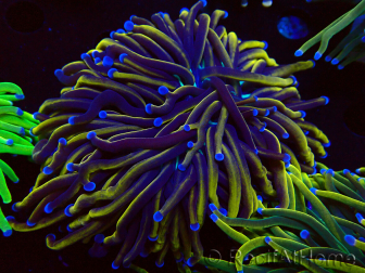 WYSIWYG Euphyllia glabrescens (Maricoltura acclimatata sotto LED)
