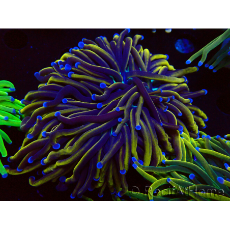 WYSIWYG Euphyllia glabrescens (Mariculture acclimaté sous LED) 8N5