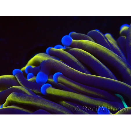 WYSIWYG Euphyllia glabrescens (Mariculture acclimaté sous LED) 8N5