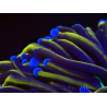 WYSIWYG Euphyllia glabrescens (Mariculture acclimaté sous LED) 8N5