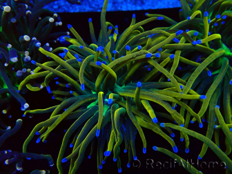 WYSIWYG Euphyllia glabrescens (Maricoltura acclimatata sotto LED) 8M7