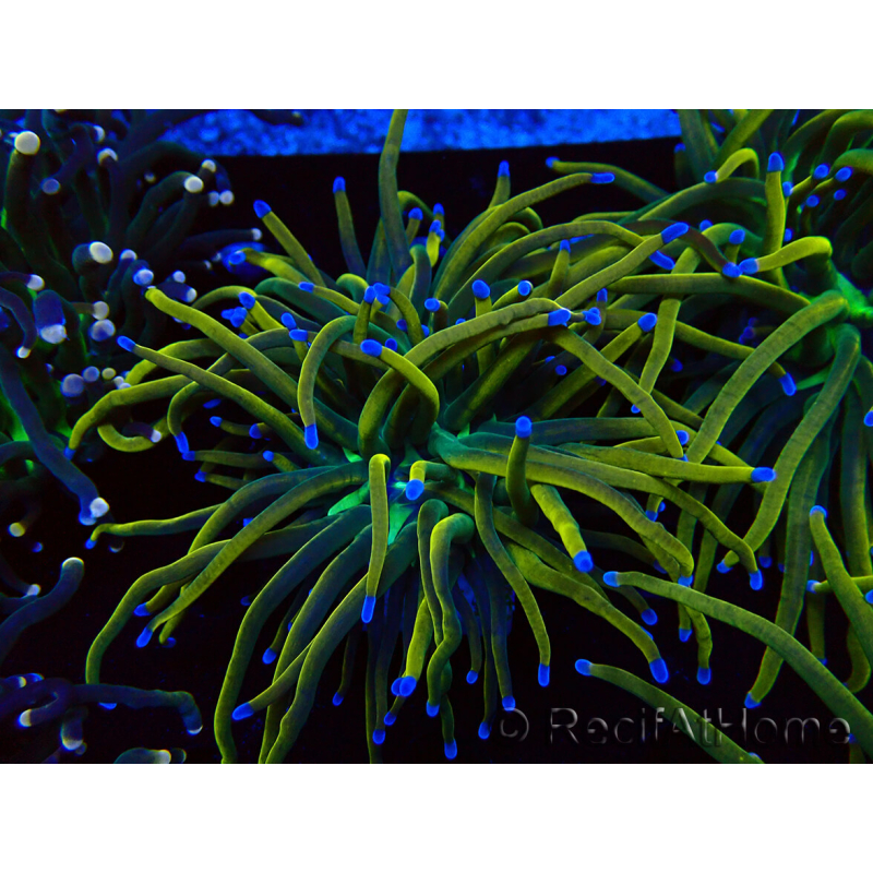 WYSIWYG Euphyllia glabrescens (Mariculture acclimaté sous LED) 8N6