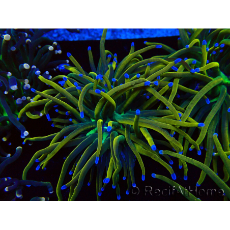WYSIWYG Euphyllia glabrescens (Mariculture acclimaté sous LED) 8N6