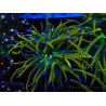 WYSIWYG Euphyllia glabrescens (Mariculture acclimaté sous LED) 8N6