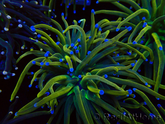 WYSIWYG Euphyllia glabrescens (Maricultura aclimatada bajo LED)
