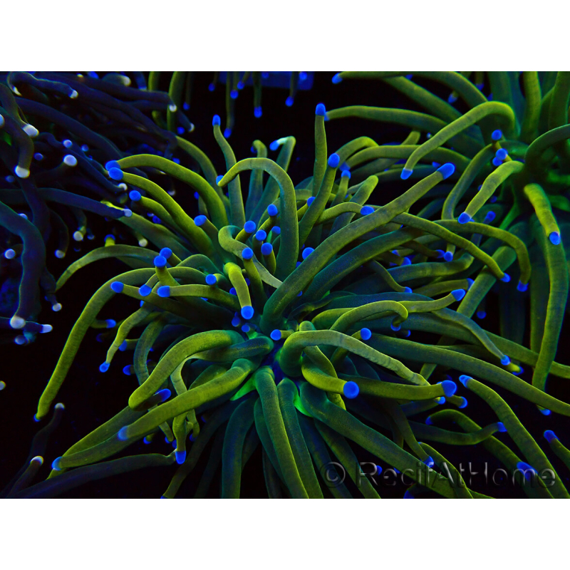 WYSIWYG Euphyllia glabrescens (Mariculture acclimaté sous LED) 8N7