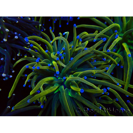 WYSIWYG Euphyllia glabrescens (Mariculture acclimaté sous LED) 8N7