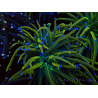 WYSIWYG Euphyllia glabrescens (Mariculture acclimaté sous LED) 8N7