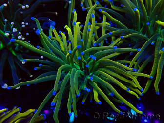 WYSIWYG Euphyllia glabrescens (Mariculture acclimated under LED) 8N7