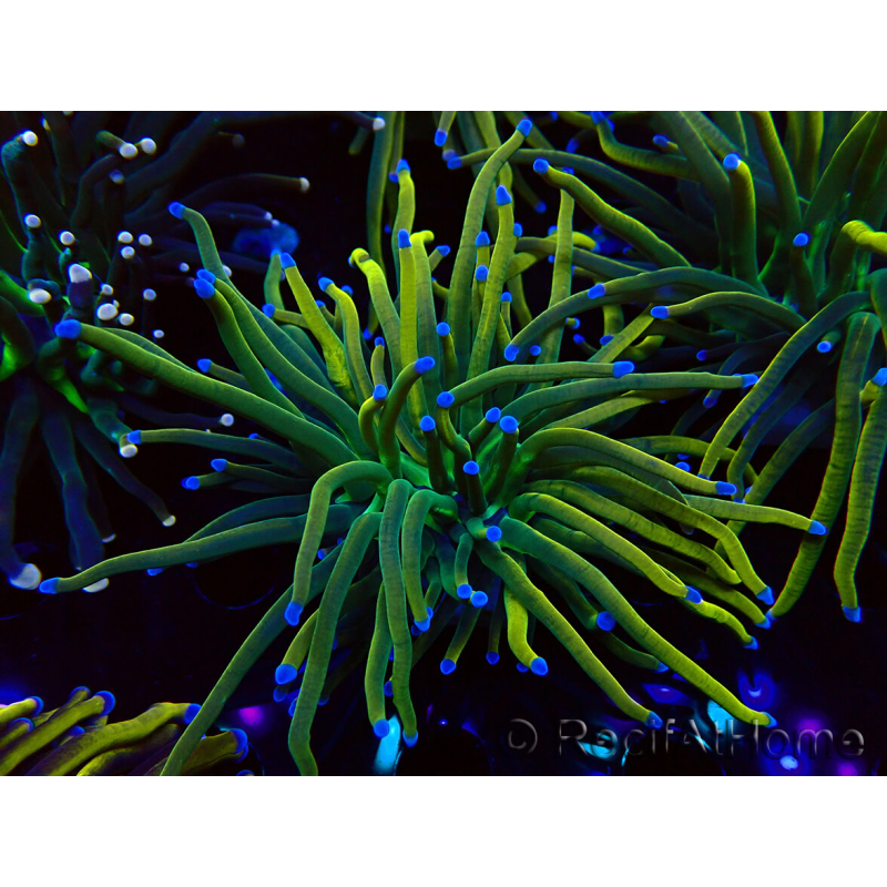 WYSIWYG Euphyllia glabrescens (Mariculture acclimaté sous LED) 8N8