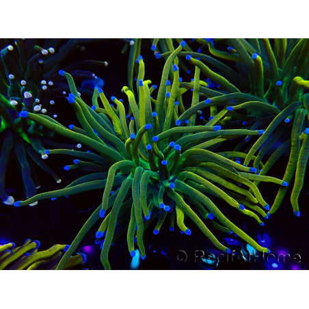 WYSIWYG Euphyllia glabrescens (Mariculture acclimaté sous LED) 8N8