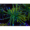 WYSIWYG Euphyllia glabrescens (Mariculture acclimaté sous LED) 8N8