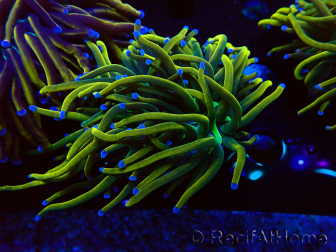 WYSIWYG Euphyllia glabrescens (Maricoltura acclimatata sotto LED)