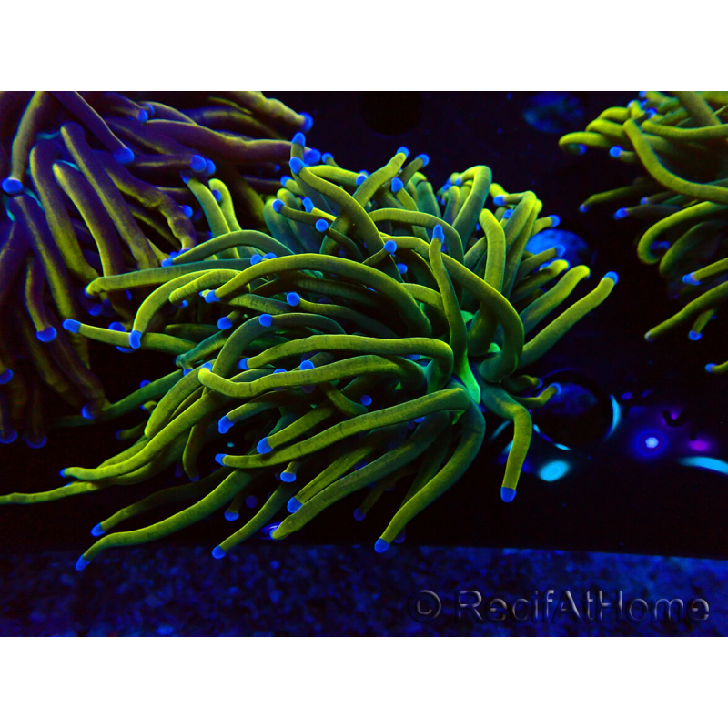 WYSIWYG Euphyllia glabrescens (Mariculture acclimaté sous LED) 8O1
