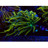 WYSIWYG Euphyllia glabrescens (Mariculture acclimaté sous LED) 8O1