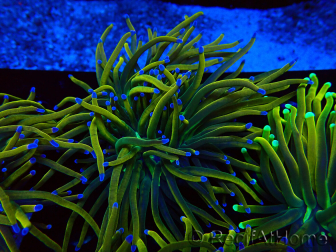 WYSIWYG Euphyllia glabrescens (Mariculture acclimaté sous LED) 8N7
