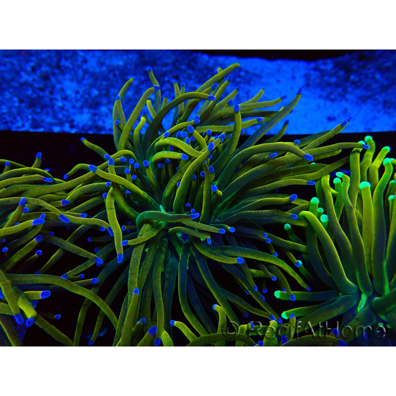 WYSIWYG Euphyllia glabrescens (Mariculture acclimaté sous LED) 8O2