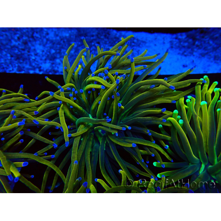 WYSIWYG Euphyllia glabrescens (Mariculture acclimaté sous LED) 8O2