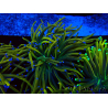 WYSIWYG Euphyllia glabrescens (Mariculture acclimaté sous LED) 8O2
