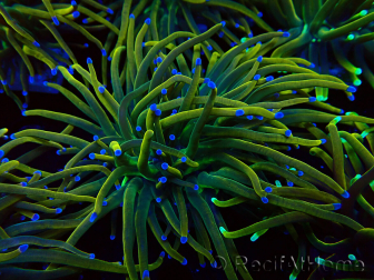 WYSIWYG Euphyllia glabrescens (Mariculture acclimated under LED)