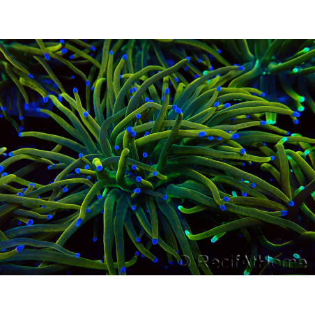 WYSIWYG Euphyllia glabrescens (Mariculture acclimaté sous LED) 8O3