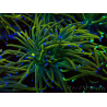 WYSIWYG Euphyllia glabrescens (Mariculture acclimaté sous LED) 8O3