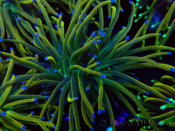 WYSIWYG Euphyllia glabrescens (Mariculture acclimaté sous LED) 8N7