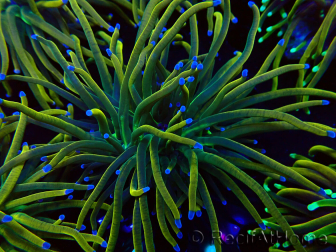 WYSIWYG Euphyllia glabrescens (Mariculture acclimated under LED) 8N7