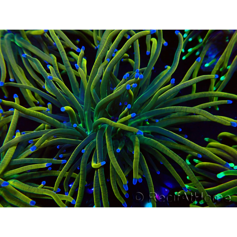 WYSIWYG Euphyllia glabrescens (Marikultur, akklimatisiert unter LED) 8N7