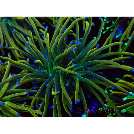 WYSIWYG Euphyllia glabrescens (Maricoltura acclimatata sotto LED) 8N7