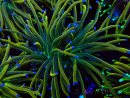 WYSIWYG Euphyllia glabrescens (Mariculture acclimaté sous LED) 8O4