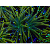 WYSIWYG Euphyllia glabrescens (Mariculture acclimated under LED) 8N7