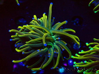 WYSIWYG Euphyllia glabrescens (Mariculture acclimated under LED)