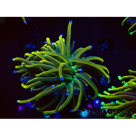 WYSIWYG Euphyllia glabrescens (Maricultura aclimatada bajo LED)
