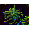 WYSIWYG Euphyllia glabrescens (Mariculture acclimaté sous LED)