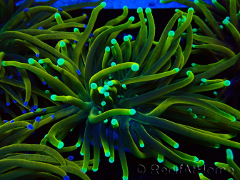 WYSIWYG Euphyllia glabrescens (Mariculture acclimated under LED) 8N7