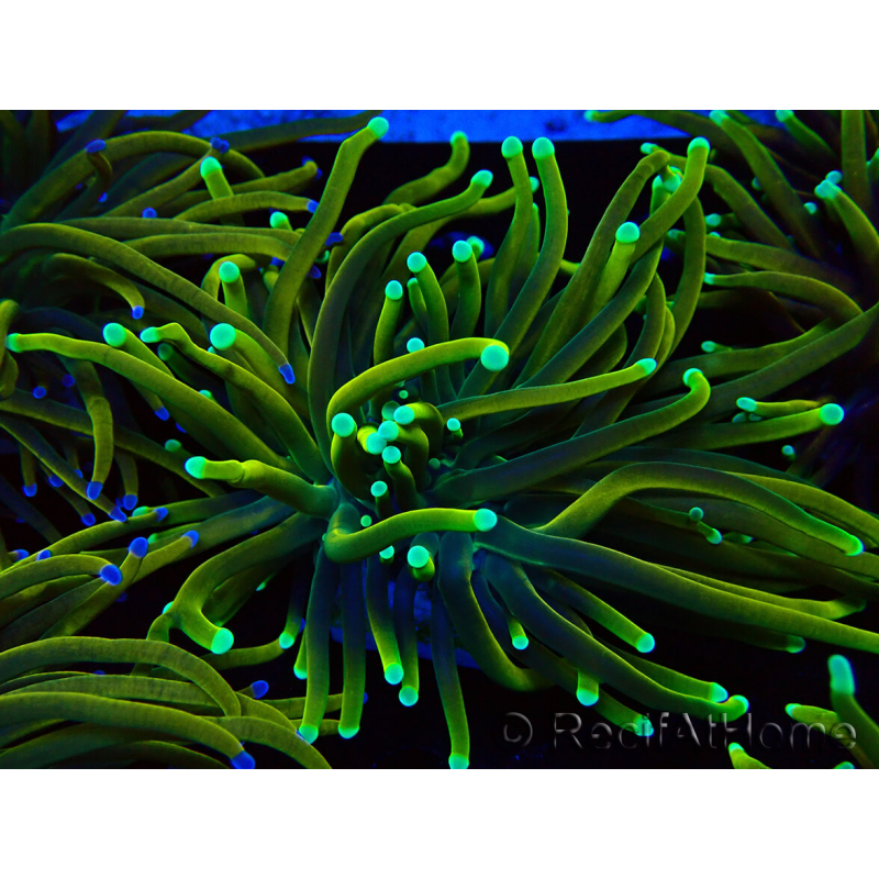 WYSIWYG Euphyllia glabrescens (Maricoltura acclimatata sotto LED) 8N7