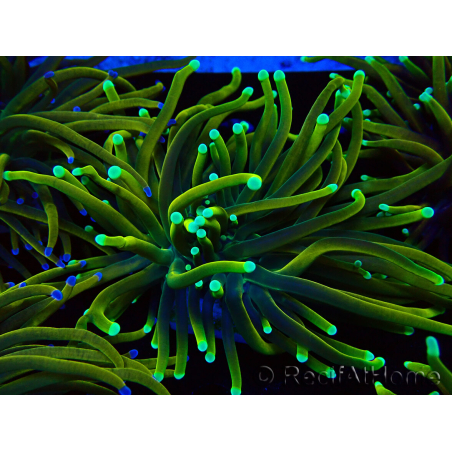 WYSIWYG Euphyllia glabrescens (Maricoltura acclimatata sotto LED) 8N7