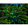 WYSIWYG Euphyllia glabrescens (Maricultura aclimatada bajo LED) 8N7