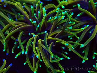 WYSIWYG Euphyllia glabrescens (Mariculture acclimated under LED)