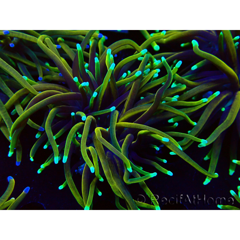 WYSIWYG Euphyllia glabrescens (Mariculture acclimaté sous LED) 8O7