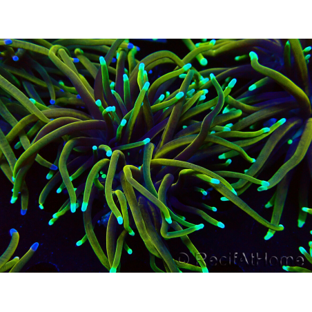 WYSIWYG Euphyllia glabrescens (Mariculture acclimaté sous LED)
