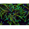 WYSIWYG Euphyllia glabrescens (Mariculture acclimaté sous LED) 8O7