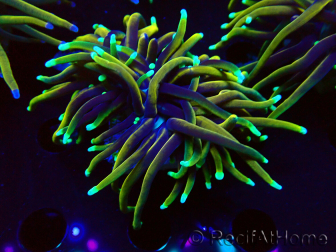WYSIWYG Euphyllia glabrescens (Mariculture acclimated under LED) 8N7