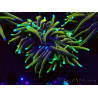WYSIWYG Euphyllia glabrescens (Mariculture acclimaté sous LED) 8O8